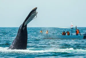 Última llamada en el Pacífico: Vive el avistamiento de ballena jorobada en Nayarit 2026 (GUÍA ética)