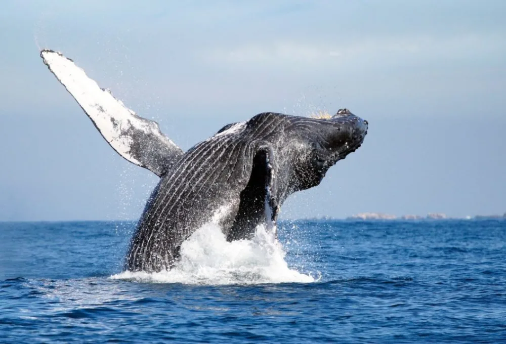 Última llamada en el Pacífico: Vive el avistamiento de ballena jorobada en Nayarit 2026 (GUÍA ética)