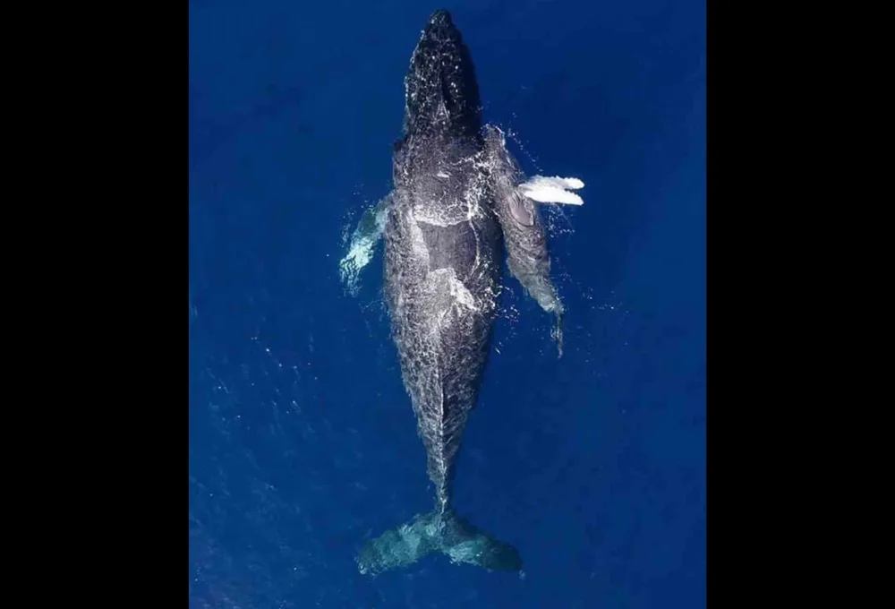 Última llamada en el Pacífico: Vive el avistamiento de ballena jorobada en Nayarit 2026 (GUÍA ética)