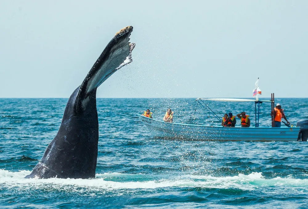 Última llamada en el Pacífico: Vive el avistamiento de ballena jorobada en Nayarit 2026 (GUÍA ética)