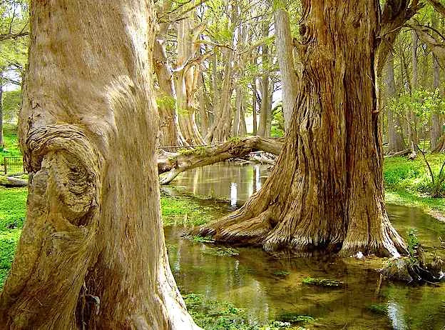 Descubre El Sabinal, un oasis ecológico en Nuevo León y santuario del cangrejo de agua dulce ubicado a 99 km de Monterrey. Naturaleza, historia y biodiversidad en un parque único del norte de México. ¿Cuándo te apuntas para esta aventura?
