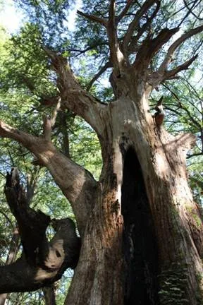 Descubre El Sabinal, un oasis ecológico en Nuevo León y santuario del cangrejo de agua dulce ubicado a 99 km de Monterrey. Naturaleza, historia y biodiversidad en un parque único del norte de México. ¿Cuándo te apuntas para esta aventura?