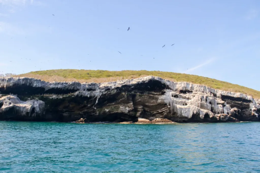 Descubre Isla Isabel, conocida como la “Galápagos mexicana”, un paraíso natural frente a las costas de Nayarit con biodiversidad única, historia fascinante y paisajes impresionantes. ¿Te vas a lanzar a esta aventura?