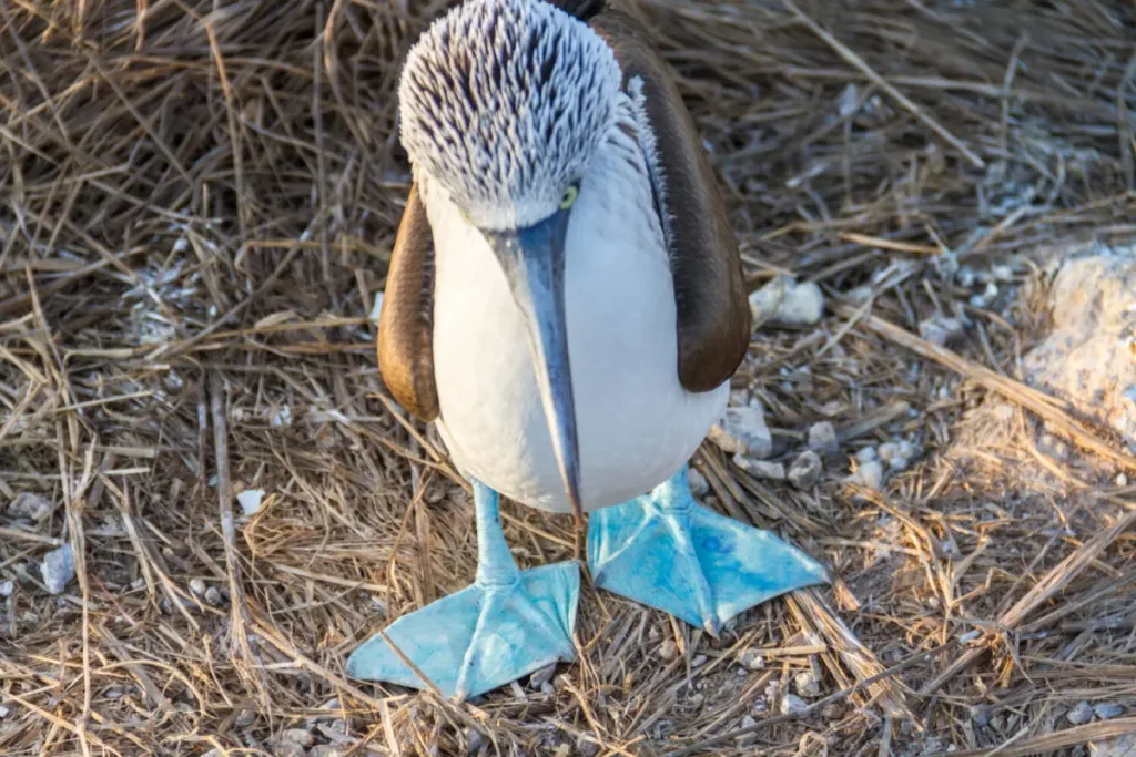 Descubre Isla Isabel, conocida como la “Galápagos mexicana”, un paraíso natural frente a las costas de Nayarit con biodiversidad única, historia fascinante y paisajes impresionantes. ¿Te vas a lanzar a esta aventura?