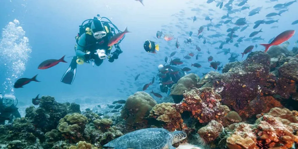 Descubre Isla Isabel, conocida como la “Galápagos mexicana”, un paraíso natural frente a las costas de Nayarit con biodiversidad única, historia fascinante y paisajes impresionantes. ¿Te vas a lanzar a esta aventura?