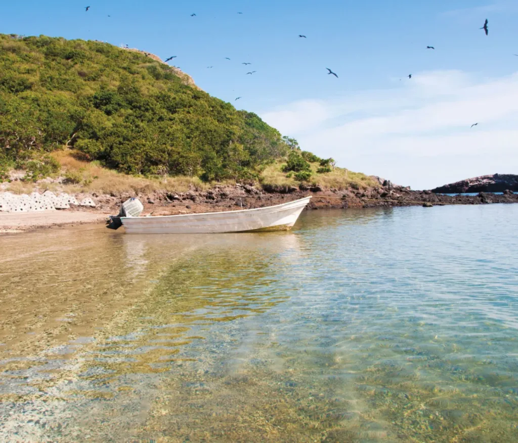 Descubre Isla Isabel, conocida como la “Galápagos mexicana”, un paraíso natural frente a las costas de Nayarit con biodiversidad única, historia fascinante y paisajes impresionantes. ¿Te vas a lanzar a esta aventura?