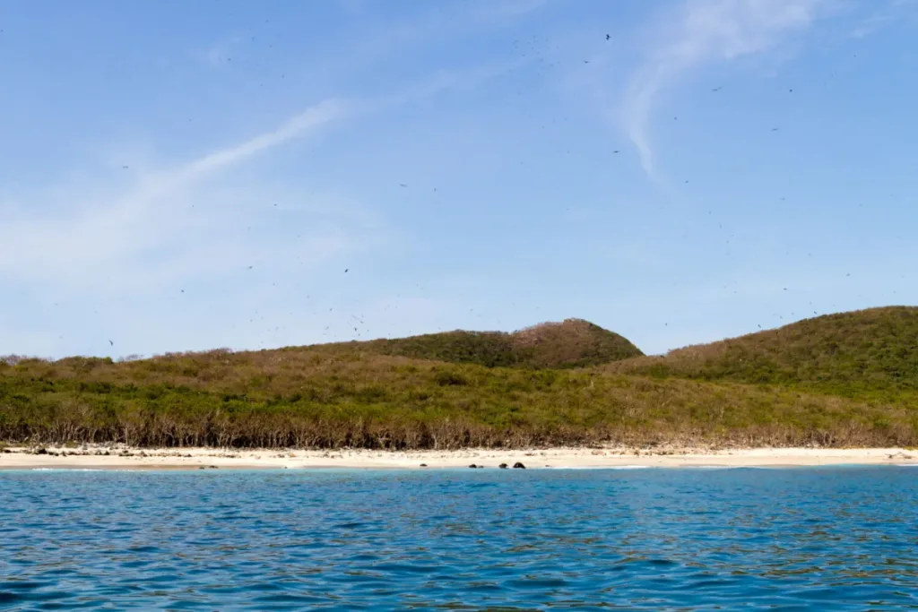 Descubre Isla Isabel, conocida como la “Galápagos mexicana”, un paraíso natural frente a las costas de Nayarit con biodiversidad única, historia fascinante y paisajes impresionantes. ¿Te vas a lanzar a esta aventura?