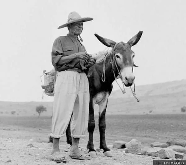 Descubre el origen de los burritos de Chihuahua, su historia, curiosidades y aprende a prepararlos en casa con una receta tradicional del norte de México. ¿Los has probado?