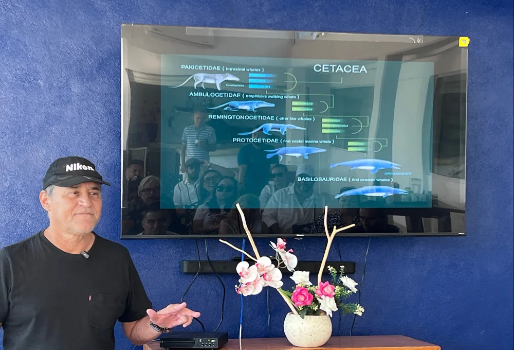 Ballena Jorobada en Puerto Vallarta (Bahía de Banderas)