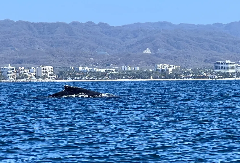 Ballenas jorobadas en Puerto Vallarta