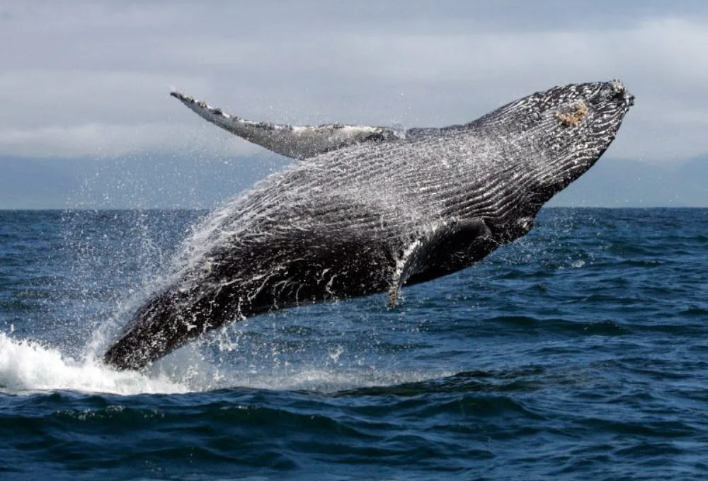 La magia de las ballenas en Puerto Vallarta sigue viva