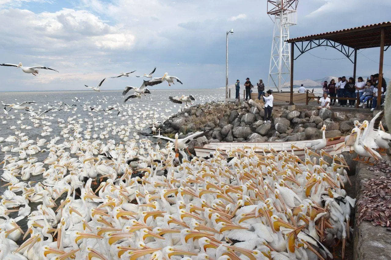 El pueblo escondido entre Jalisco y Michoacán donde los pelícanos dominan el paisaje cada año