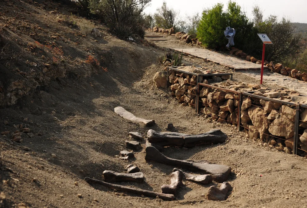 Rincón Colorado: La primera zona paleontológica abierta al público en México. Dinosaurios.