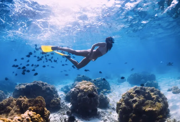 ¿Cuándo es la mejor temporada para bucear en el “Acuario del Mundo”? (¡Guía del Mar de Cortés!)