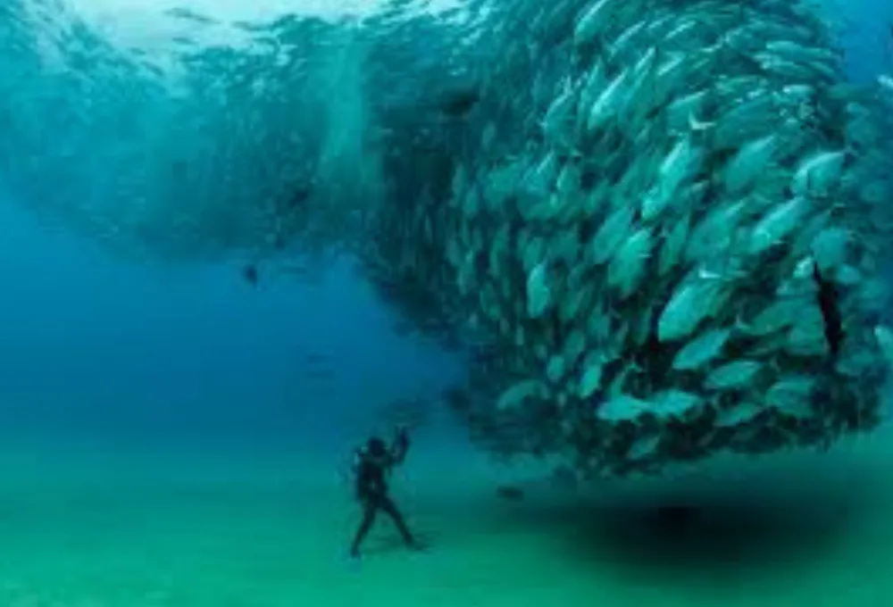 Cabo Pulmo en Mar de Cortés.
