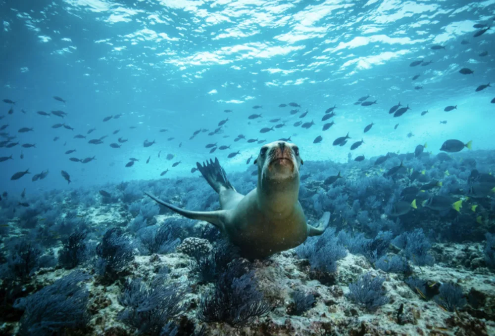Mar de Cortés. León Marino.