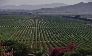 A los pies de la Peña de Bernal, el tercer monolito más grande del mundo, este Pueblo Mágico parece detener el tiempo./Foto: Sectur
