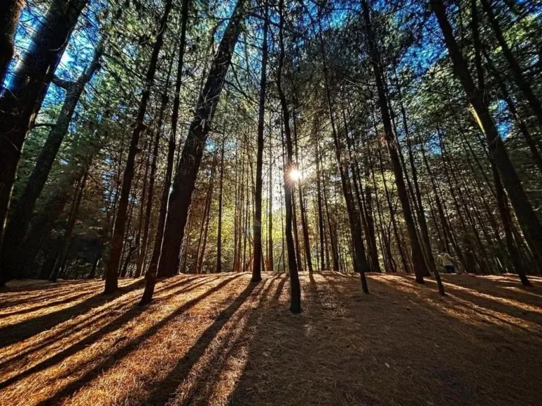 Parque Ejidal San Nicolás Totolapan, el bosque escondido en CDMX donde puedes desconectarte 