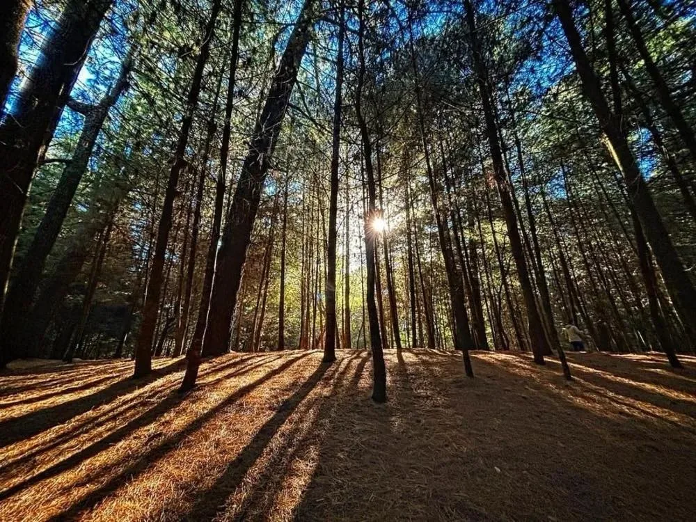 Parque Ejidal San Nicolás Totolapan, el bosque escondido en CDMX donde puedes desconectarte 