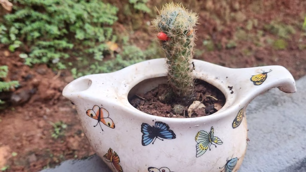La CDMX tendrá un Festival de Macetas ideal para amantes de las plantas, decoración y jardinería. Te contamos dónde será y qué encontrarás. ¿Vas a lanzarte?